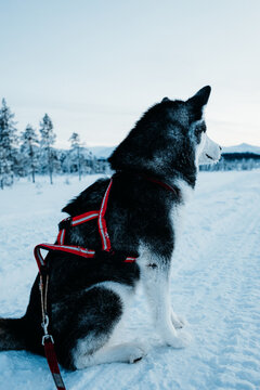Alaskan Malamute sitting in Snowy Landscape