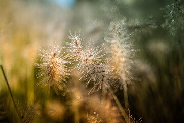 Fototapeta premium Glittering morning dew sparkles on delicate wild grass stems.
