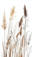 Fototapeta premium Elegant Dried Grass Artwork: A Stunning Botanical Illustration