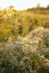 Sunlit wildflowers in a golden meadow in Naperville, Illinois