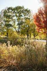 Autumn trees with golden and red foliage in a sunlit meadow