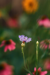 Purple flowers in field of wildflowers