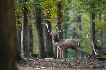 Dama dama and an important period of the year.