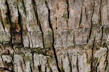 Macro palm tree bark texture