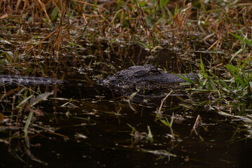 Close up of an alligator in the wetlands