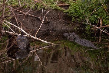 Turtle and alligator warming themselves in the sun