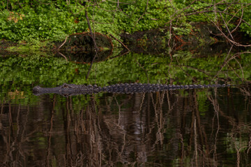 Close up of an alligator across the top of the water
