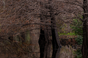 Landscape photo of the wetlands