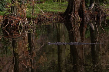 Alligator swimming across the wetlands