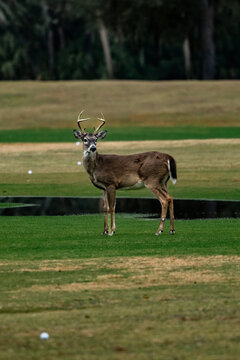 Deer posing on a golf course/driving range