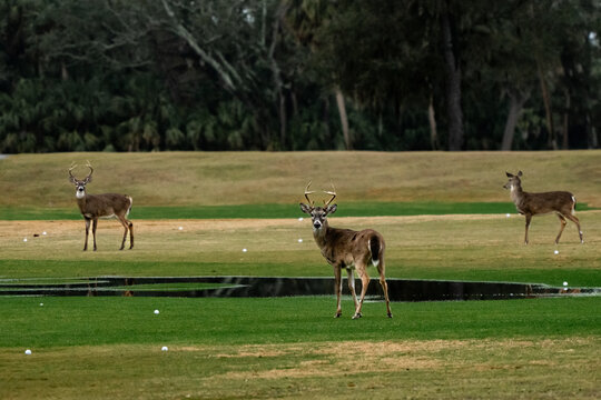 Deer standing on a golf course/driving range