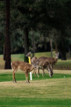 Four deer on the golf course/driving range