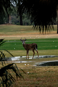 Deer on the golf course/driving range