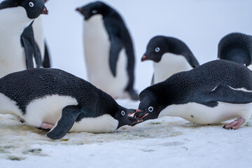 Group of adelie penguins (Pygoscelis adeliae) in Antarctica Bert