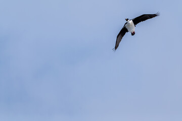 Antarctic shag (Leucocarbo bransfieldensis) flying in the sky. A