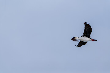 Antarctic Shag -Leucocarbo bransfieldensis- flying and carrying
