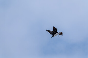 Antarctic Shag -Leucocarbo bransfieldensis- flying and carrying