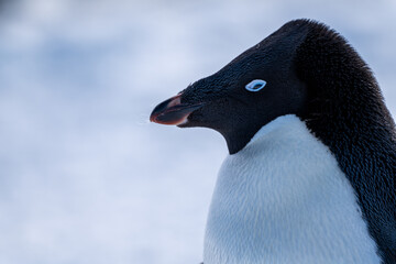 Naklejka premium Group of adelie penguins (Pygoscelis adeliae) in Antarctica Bert