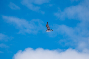 Single bird in the sky as a background