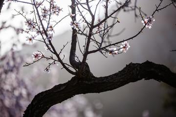 Almond trees in blossom in the Jalón valley