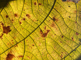 A leaf with brown spots and a green stem