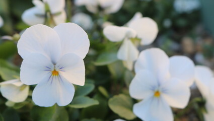 白いパンジーの花と余白
