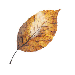 a leaf with a brown and yellow leaf on it