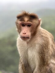 Fototapeta premium Monkey