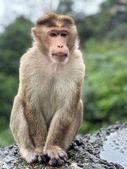 Monkey