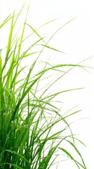 Naklejka premium Dew Drops on Fresh Green Grass - A Lush Nature Scene. Perfect for backgrounds and nature lovers. A vibrant display of nature's beauty.