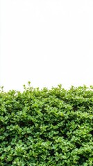 Obraz premium A Lush Green Plant Border, Vibrant Foliage in Nature, Detailed Closeup of Greenery