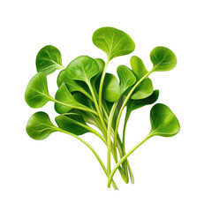 Obraz premium Watercress on a transparent background