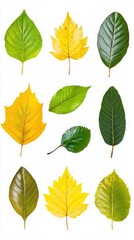 A Collection of Autumnal Leaves in Vivid Hues.  A Stunning Display of Nature's Artistic Palette, showcasing the beauty of fall foliage.