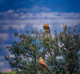 Two Red Kites perched in an oak tree