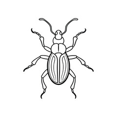 Weevil (Curculionidae) insect design, labeled line art vector illustration.