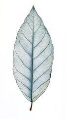 Obraz premium A Delicate, Light Blue Leaf, Nature's Artistic Masterpiece, Capturing the Intricate Veins and Texture of a Botanical Wonder