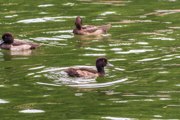 Male tufted duck, Aythya fuligula, swim in the pond