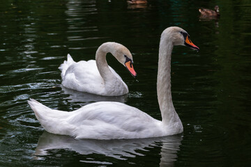 Fototapeta premium Two Graceful white Swans swimming in the lake, swans in the wild