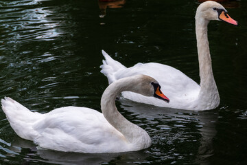 Two Graceful white Swans swimming in the lake, swans in the wild