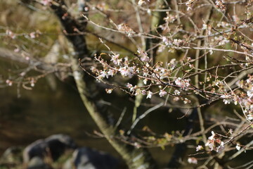 愛知県豊田市小原の四季桜。川見（せんみ）さくら山。秋に咲く桜、紅葉とのコラボ。