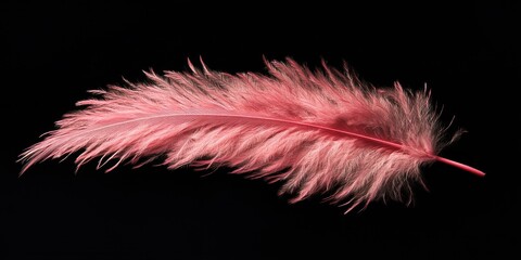 Obraz premium Pink Feather on Black Background