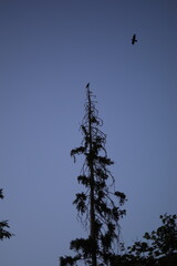 Black crows flying in the evening sky. A bird in the sky. The life of a black raven.