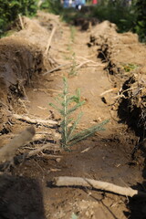 Planting seedlings in the ground. Planting of trees.