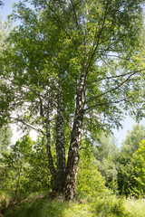 Birch trees in the park in the summer. Beautiful nature. Manor park.