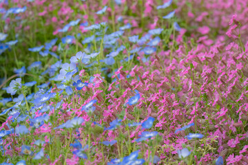 ピンクとブルーの花が咲き誇る美しい野花畑の風景