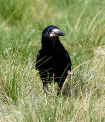 A black bird is standing in tall grass