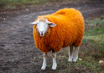 A sheep with orange wool stands in a field