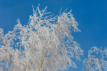 A tree with a lot of snow on it is in front of a blue sky