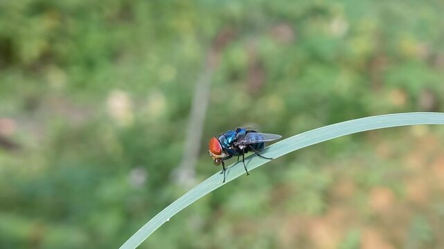 Green Flies land on the leaves