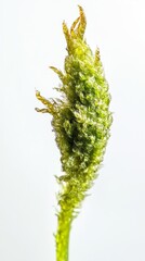 Naklejka premium Stunning Close-up of a Delicate Moss Plant Detail. A Vibrant Green Macro Photography Masterpiece of Nature's Beauty.